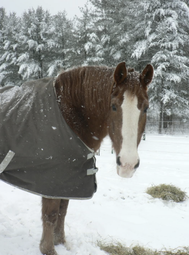 Healing with horses: Moving with the energy of the new year